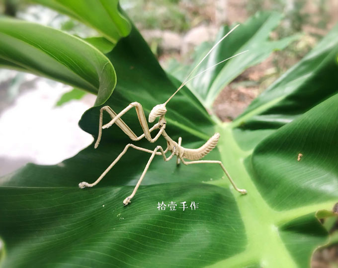 palm-leaf-weaving-mantis-chinese A