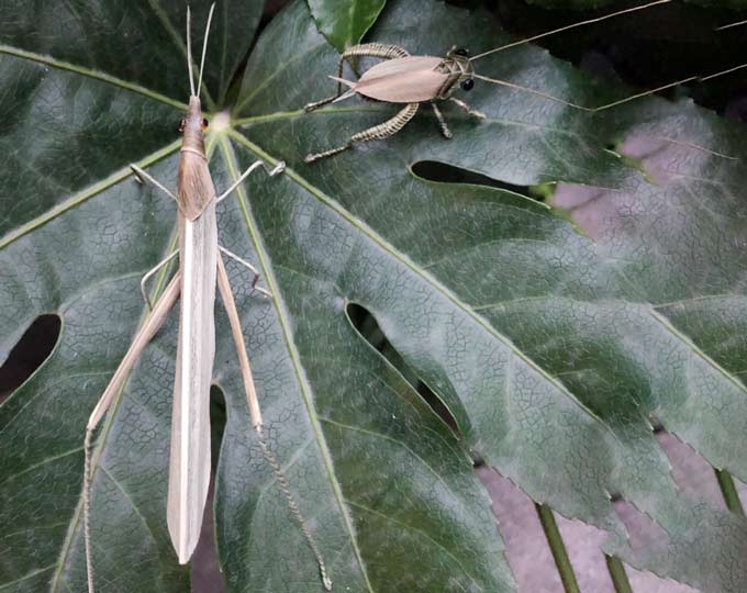 palm-leaf-made-insect-cricket A